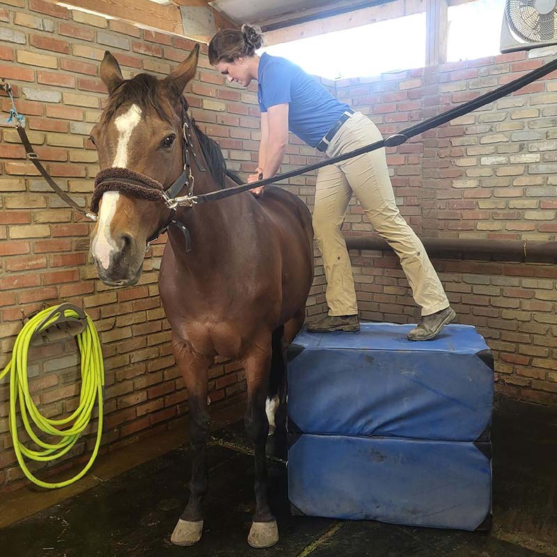 Equine Chiropractic Care & Acupuncture | Longmont Vets