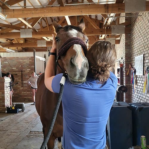 Equine Chiropractic Care, Longmont