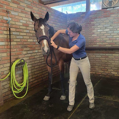 Equine Chiropractic Care, Longmont Vets